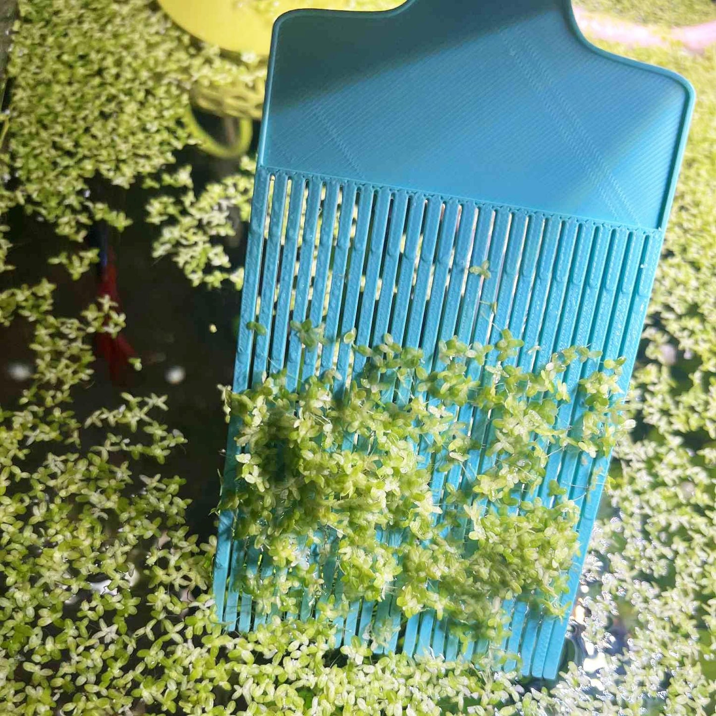 Ergonomic Duckweed Wide Comb