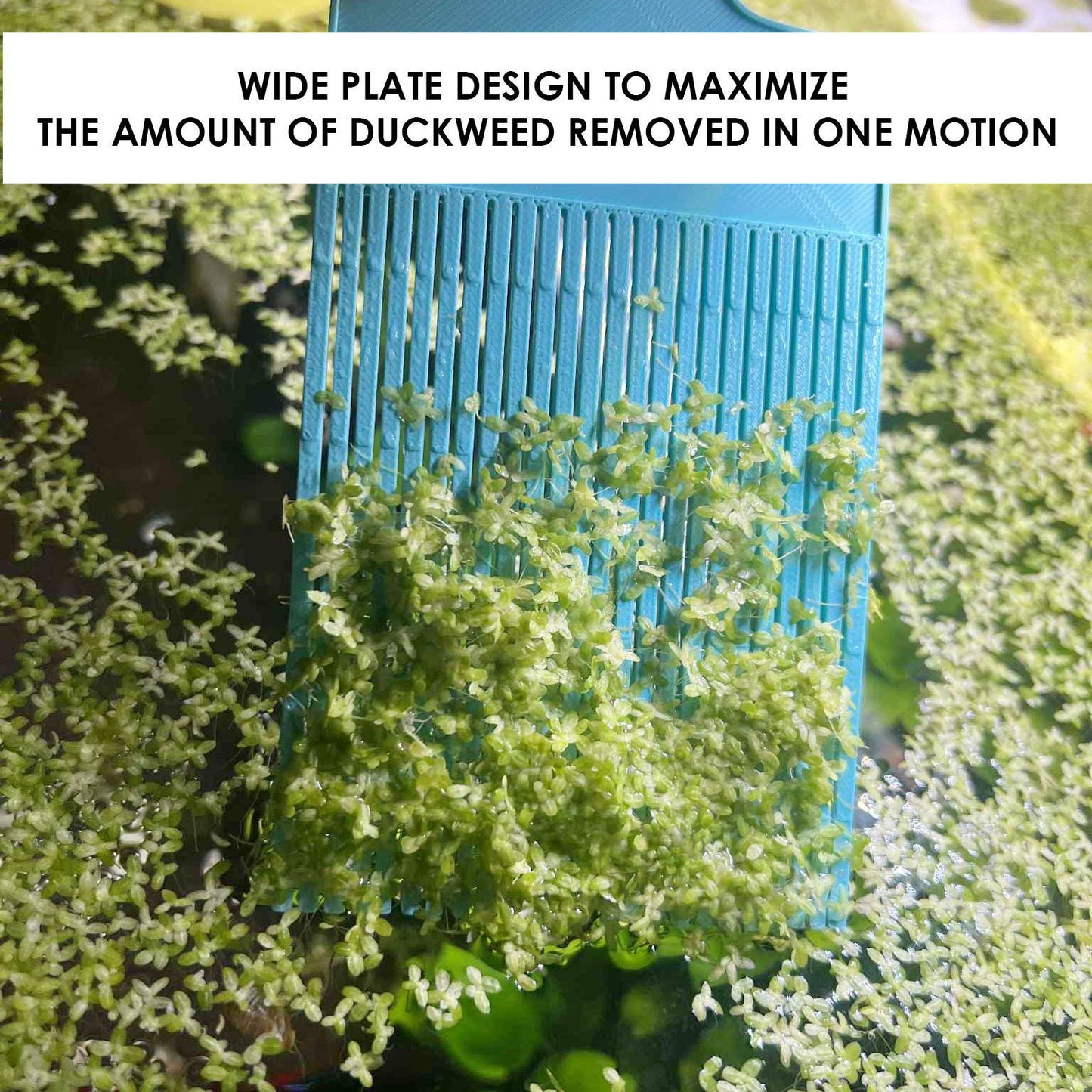 Ergonomic Duckweed Wide Comb