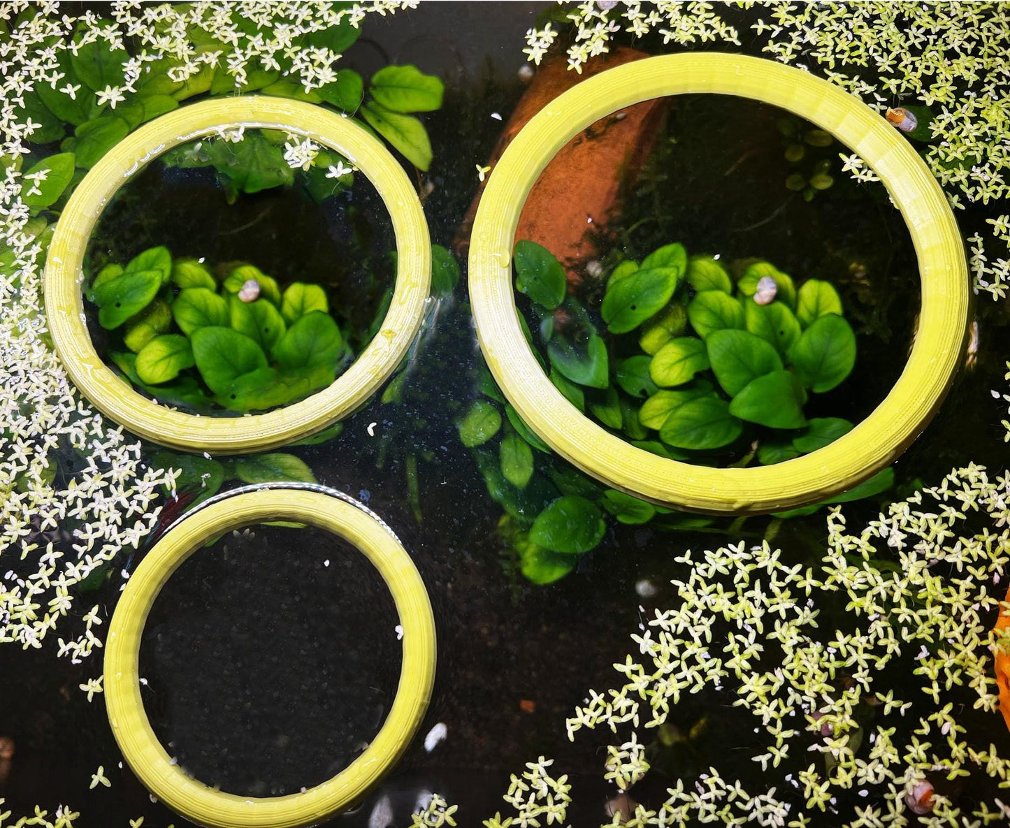 Aquarium Fish Feeding Ring