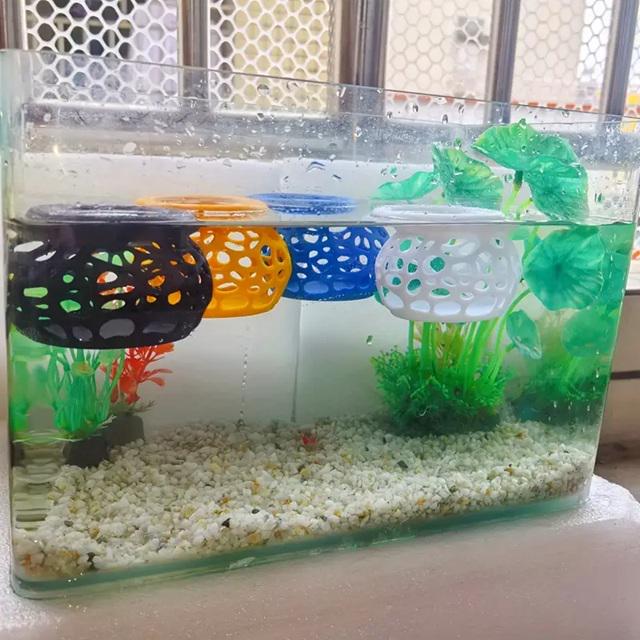 Floating Feeding Gazebo For Shrimps & Fishes. Benefits of Targeted Feeding. Aquatic Dining Experience. Promote Healthy Shrimp Diets.