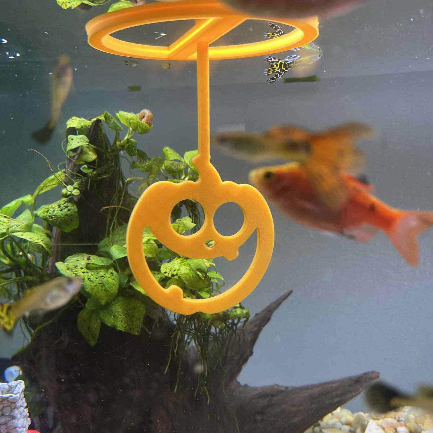 Halloween Floating Ring For Betta Training