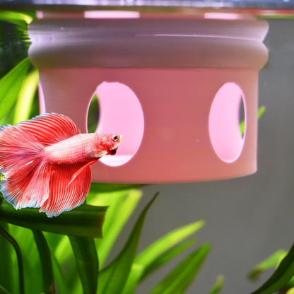 Aquarium Floating Betta Fish Feeder