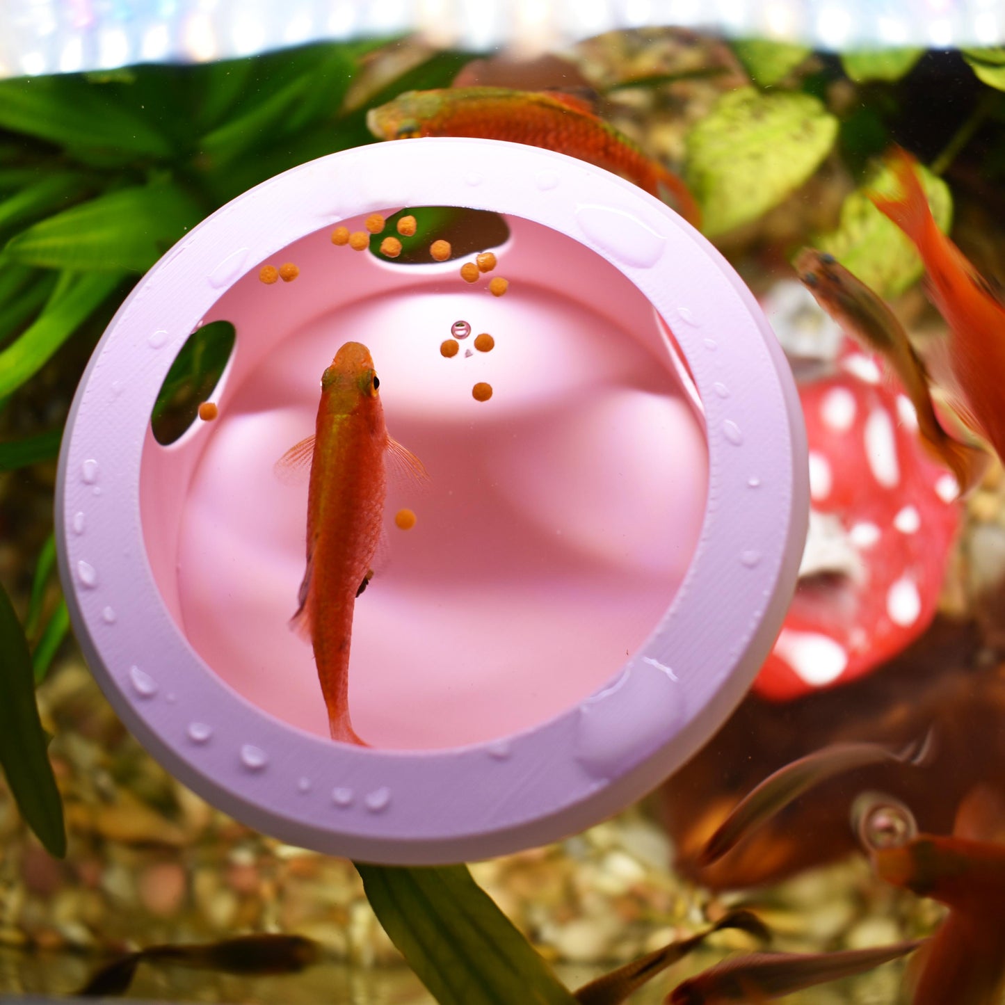 Aquarium Floating Betta Fish Feeder