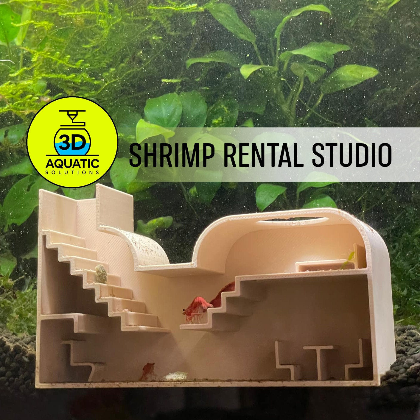 Aquarium Shrimp Rental Studio. Large Shrimp Studio For Rent. All-Inclusive Facility. Luxury & Cozy Shrimp Studio. Fast Shipping From Canada.