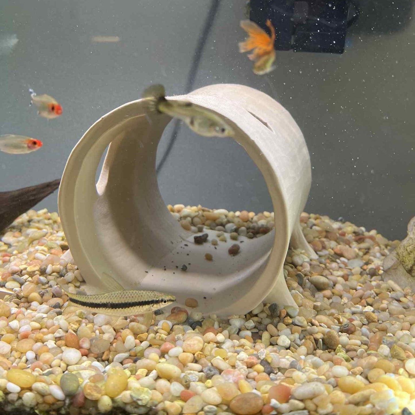 Giant Axolotl Natural Hiding Log.