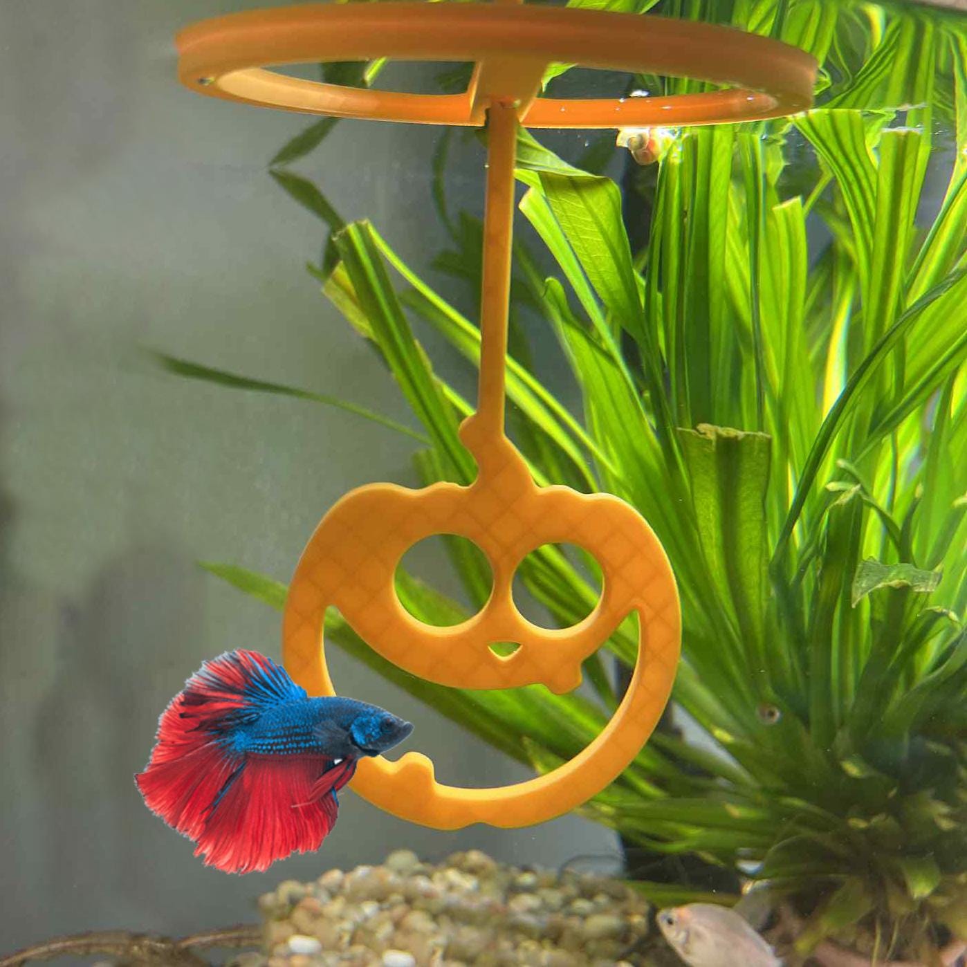 Halloween Floating Ring For Betta Training
