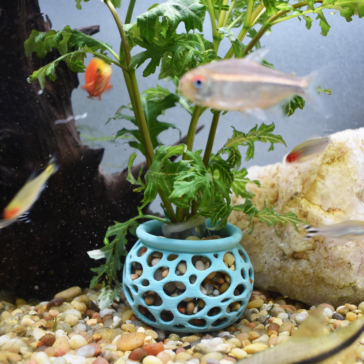 Aquarium Plant Pot Holder. Plant Holder For Aquatic Plants. Promoting Healthy Root Growth. Fish Tank Aesthetic. Fast Shipping From Canada.