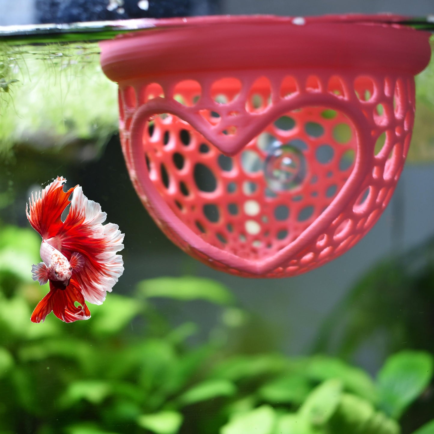 Aquarium Heart Floating Betta Fish Training