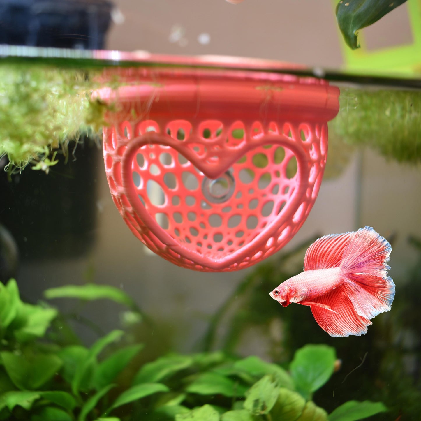 Aquarium Heart Floating Betta Fish Training