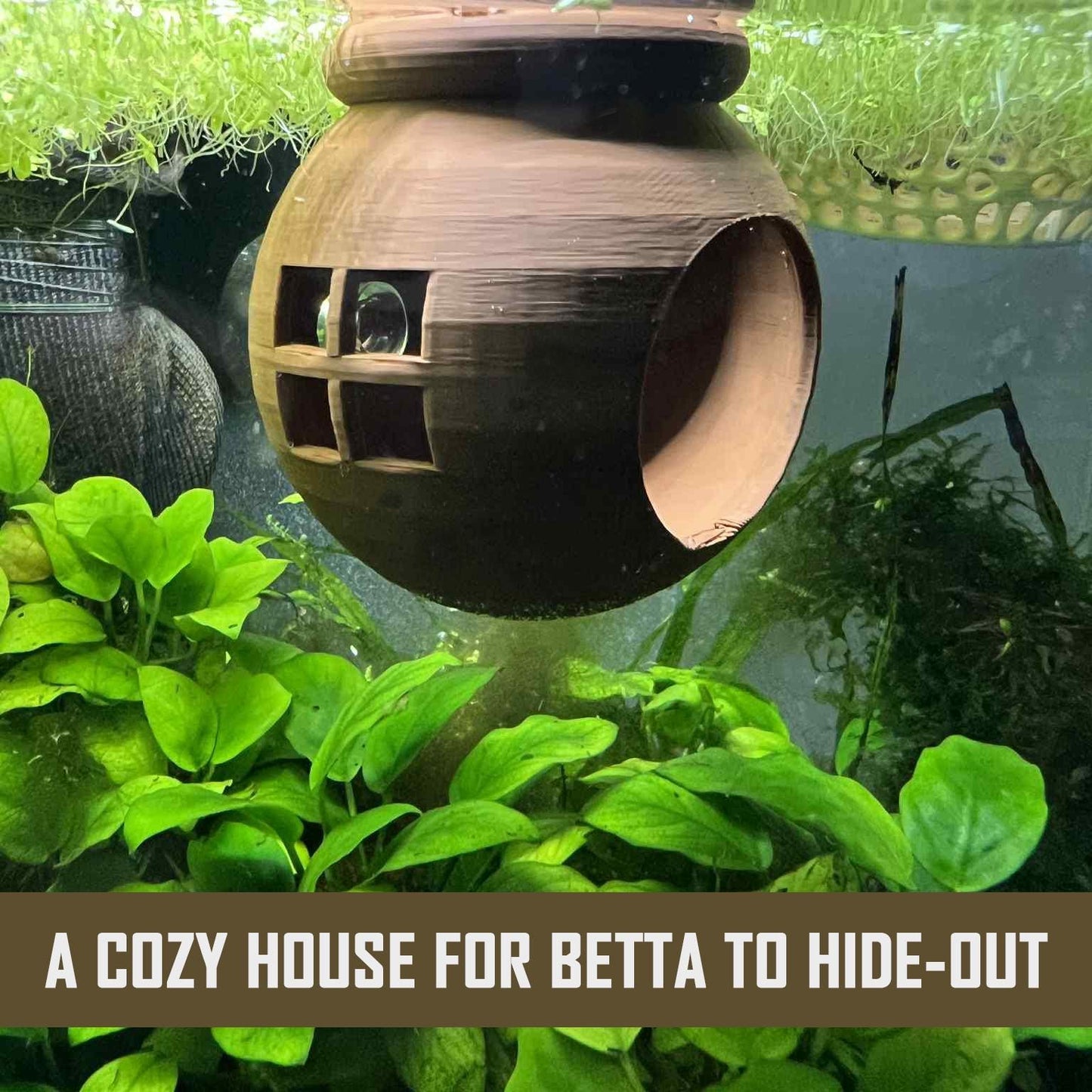 Floating Betta House