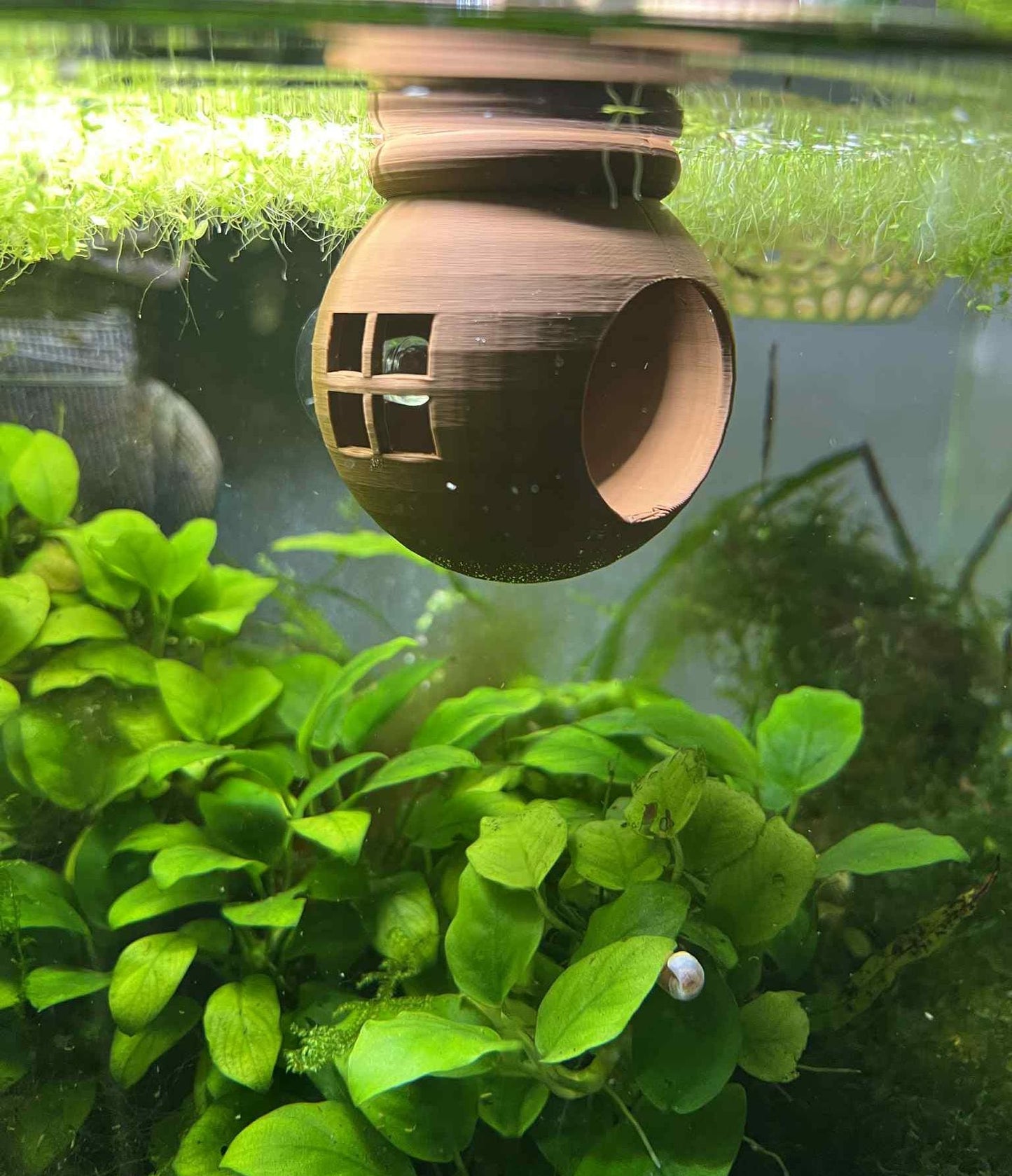 Floating Betta House