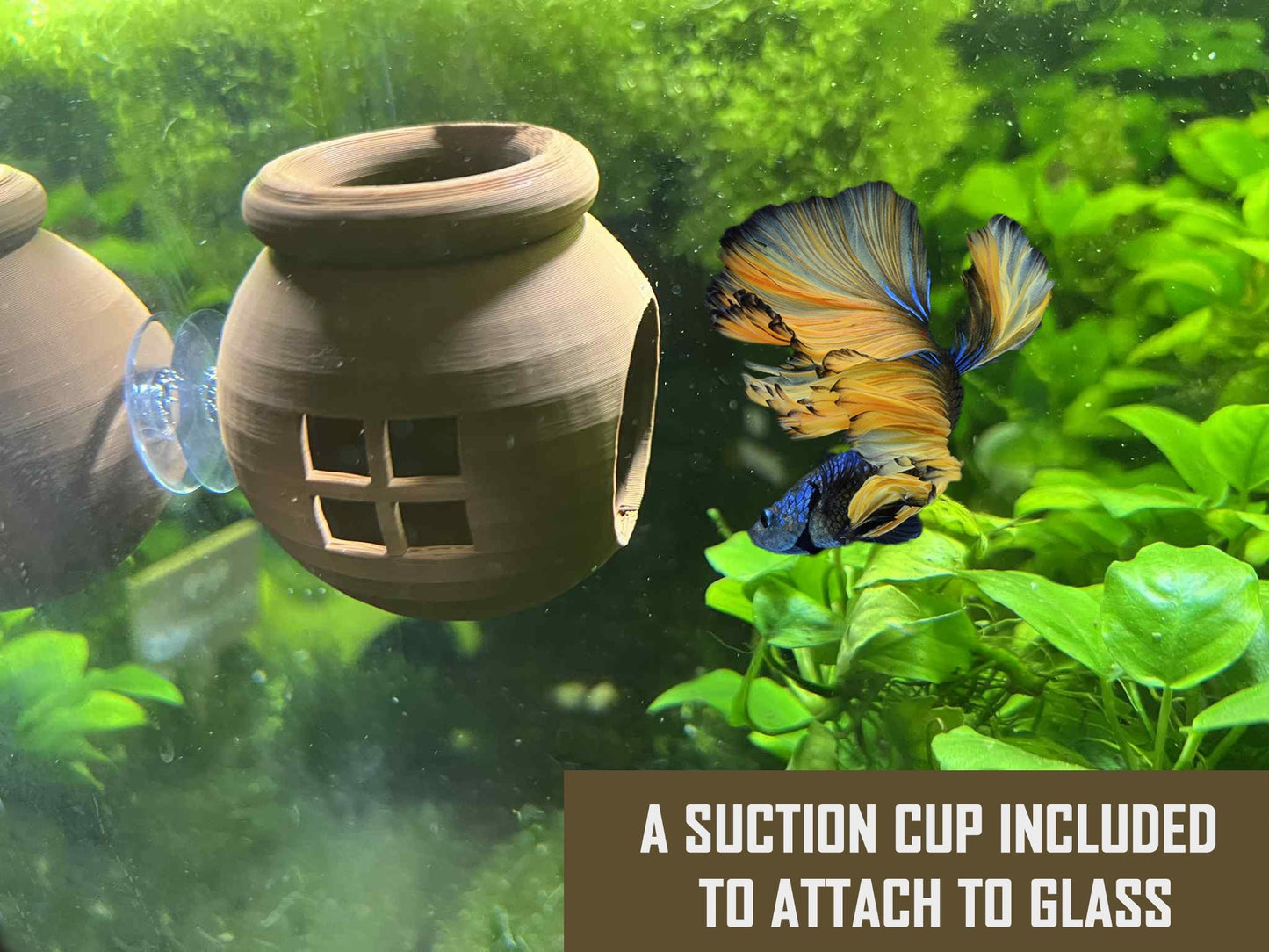 Floating Betta House