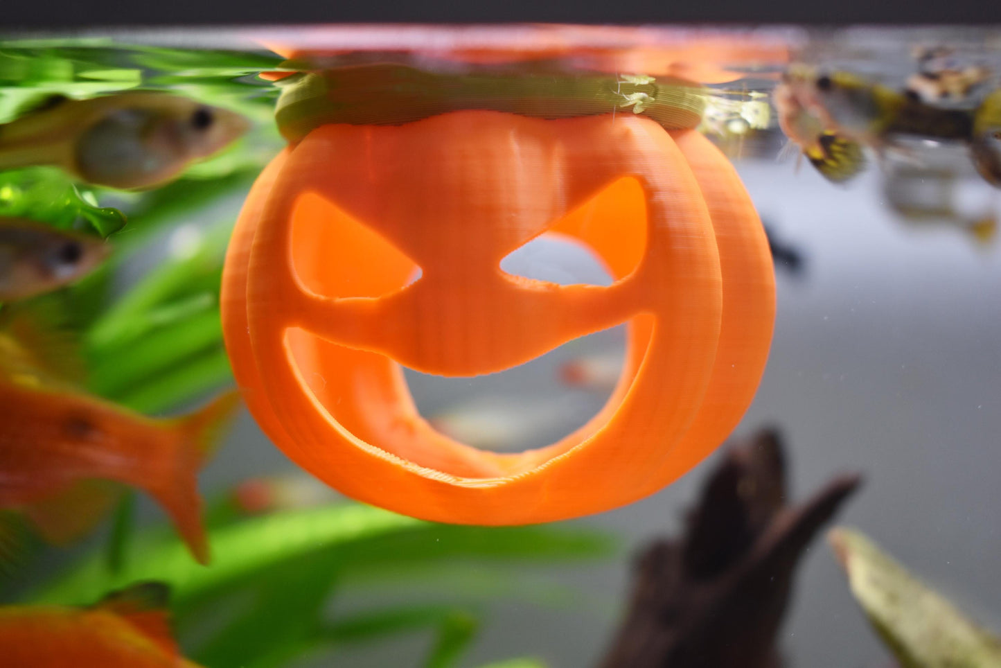 Floating Pumpkin House For Betta to Explore. Betta Hideout House. Floating Pumpkin House, Halloween Decor For Fish Tank. Fun Aquarium Decor.