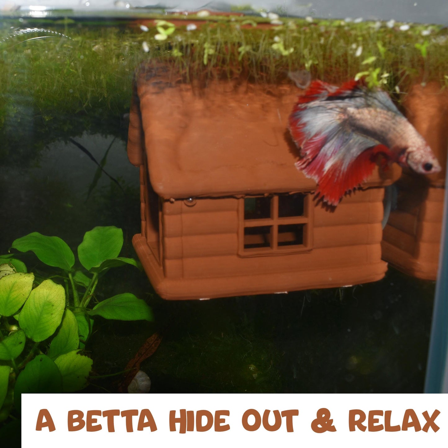 Aquarium Cozy Betta Cabin