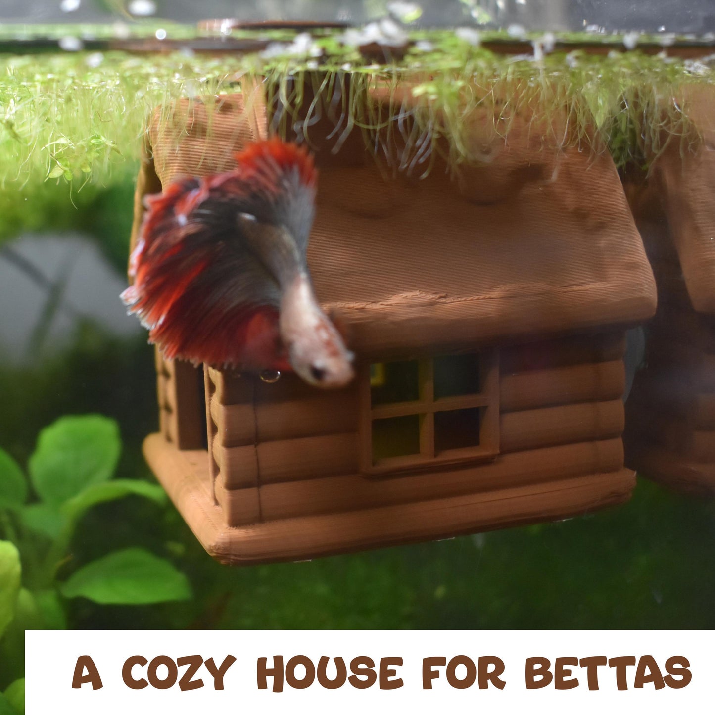 Aquarium Cozy Betta Cabin