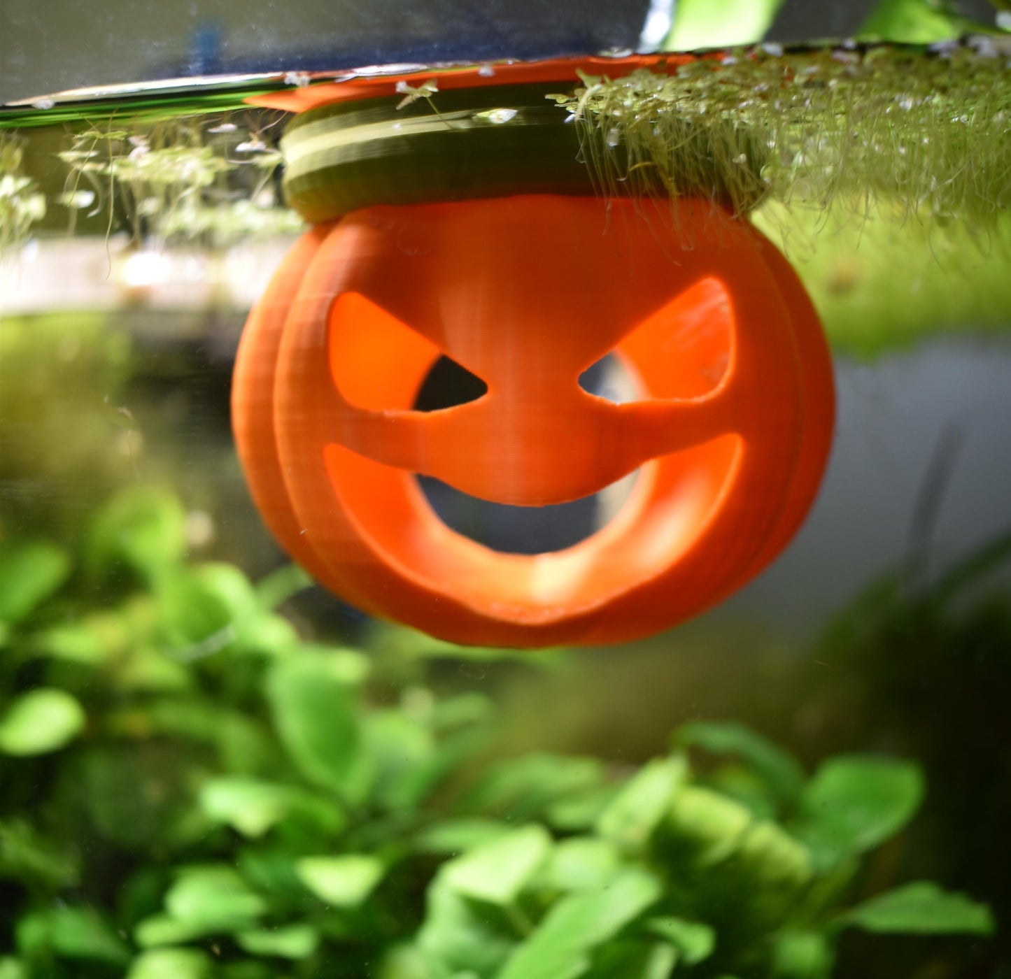 Floating Pumpkin House For Betta to Explore. Betta Hideout House. Floating Pumpkin House, Halloween Decor For Fish Tank. Fun Aquarium Decor.