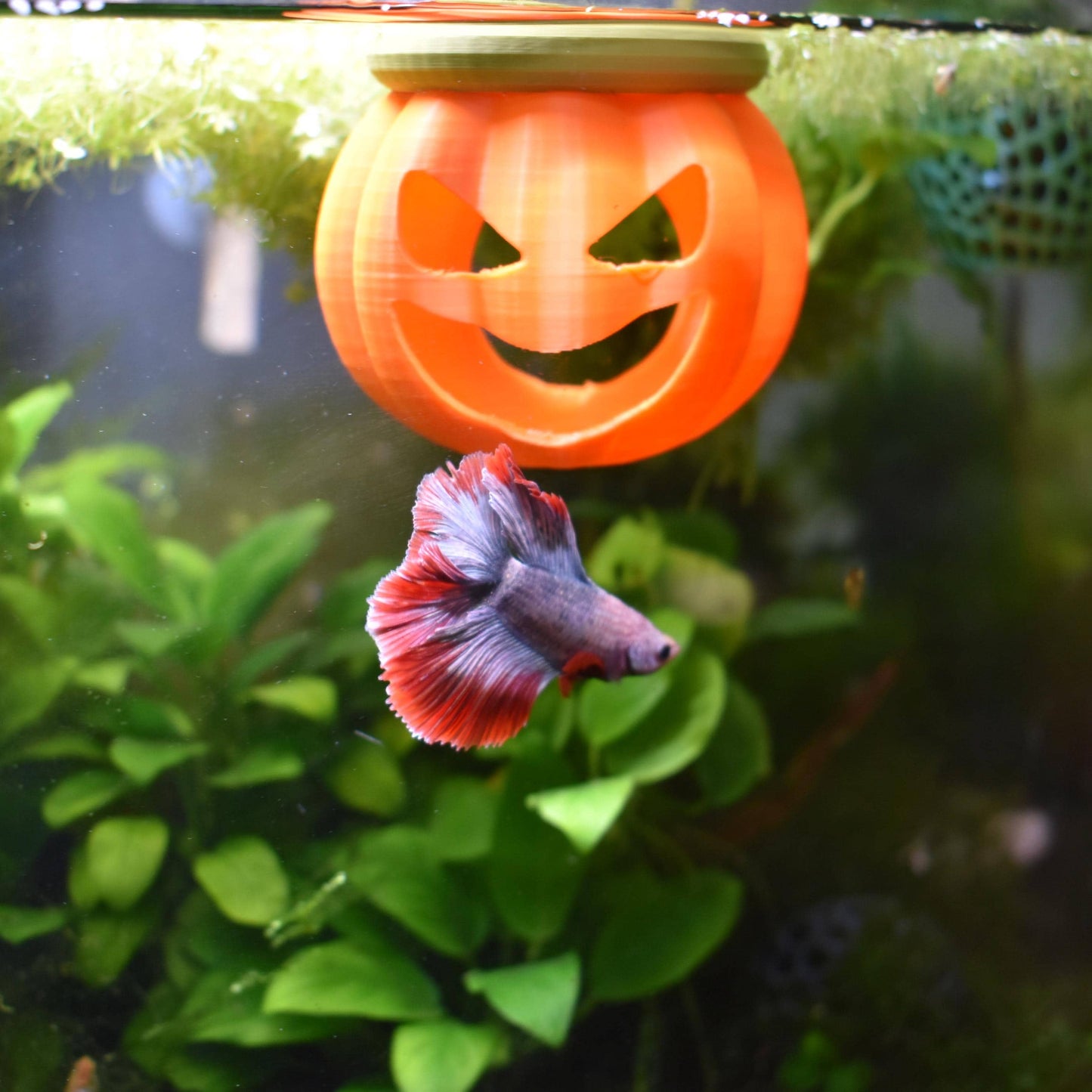 Floating Pumpkin House For Betta to Explore. Betta Hideout House. Floating Pumpkin House, Halloween Decor For Fish Tank. Fun Aquarium Decor.