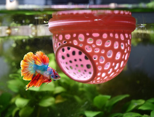 Aquarium Floating Betta Fish Training