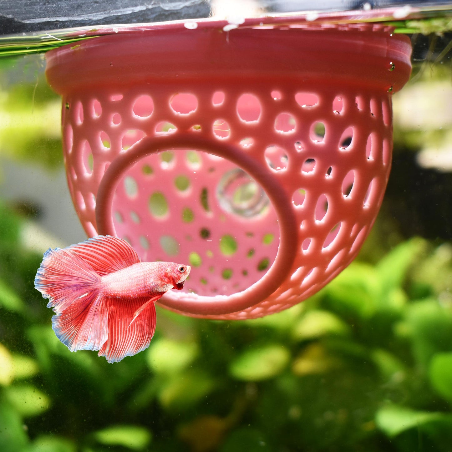 Aquarium Floating Betta Fish Training