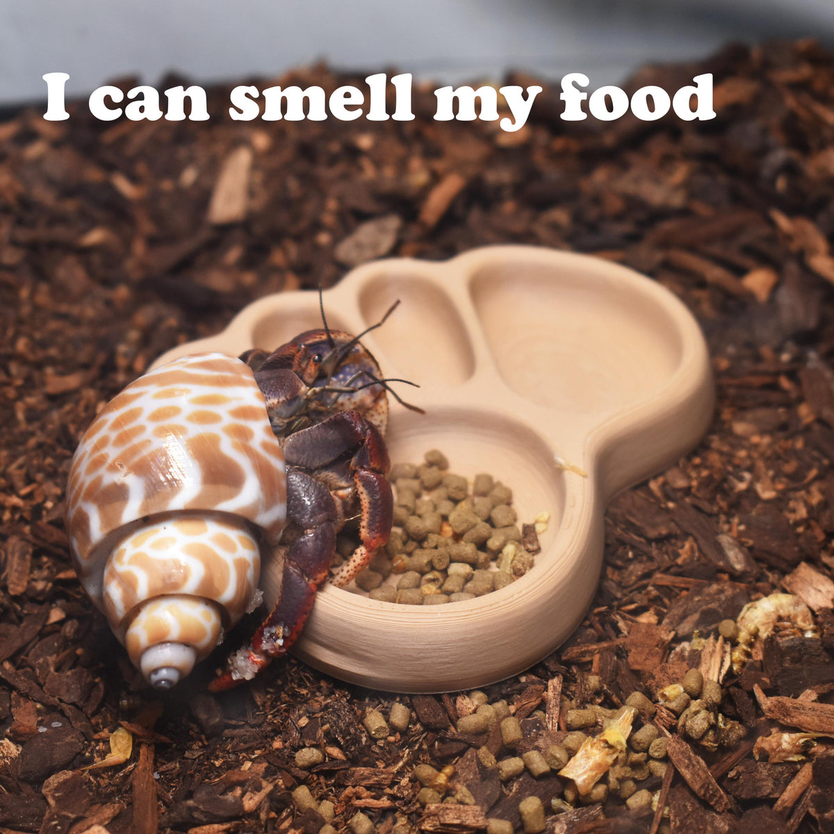 Hermit Crab Footprint Feeding Dish