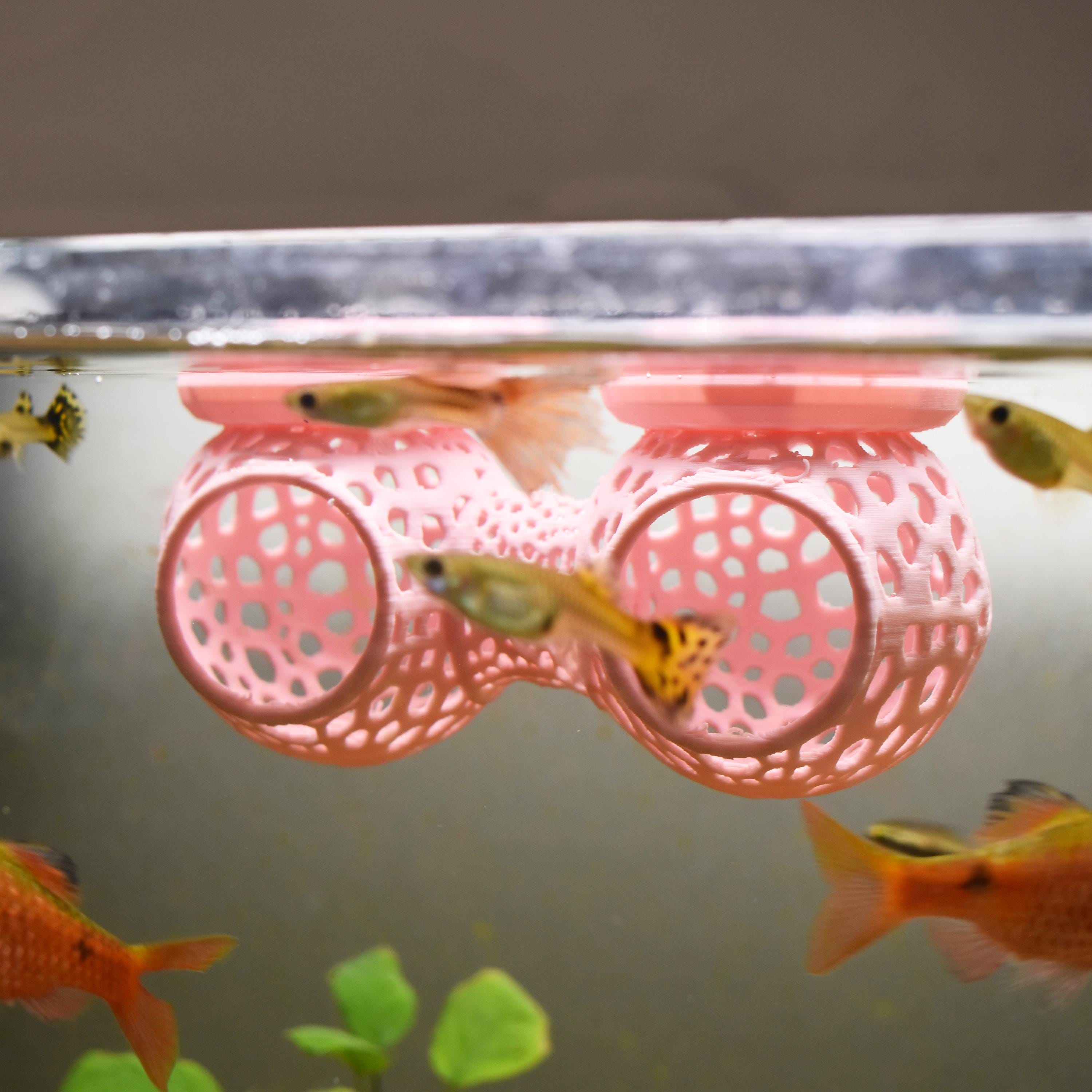 Floating Betta Double Tunnel – 3D Aquatic Solutions