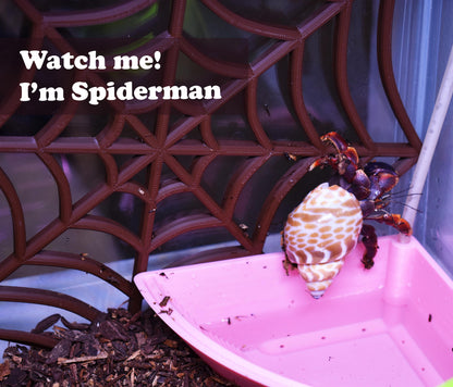 Hermit Crab Spider-Web Climbing Platform. Hermit Crab Climbing Spider Web. Fun Toy For Natural Habitat Mimics. Durable & Sturdy Design.