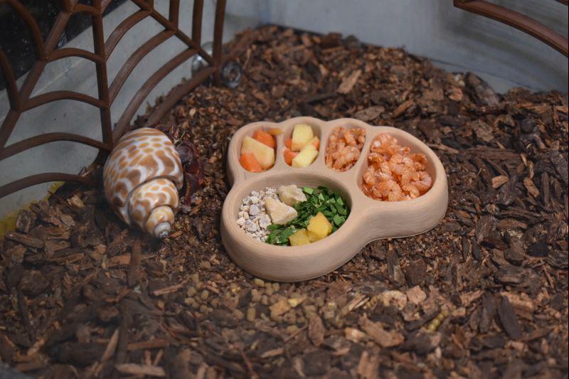 Hermit Crab Footprint Feeding Dish