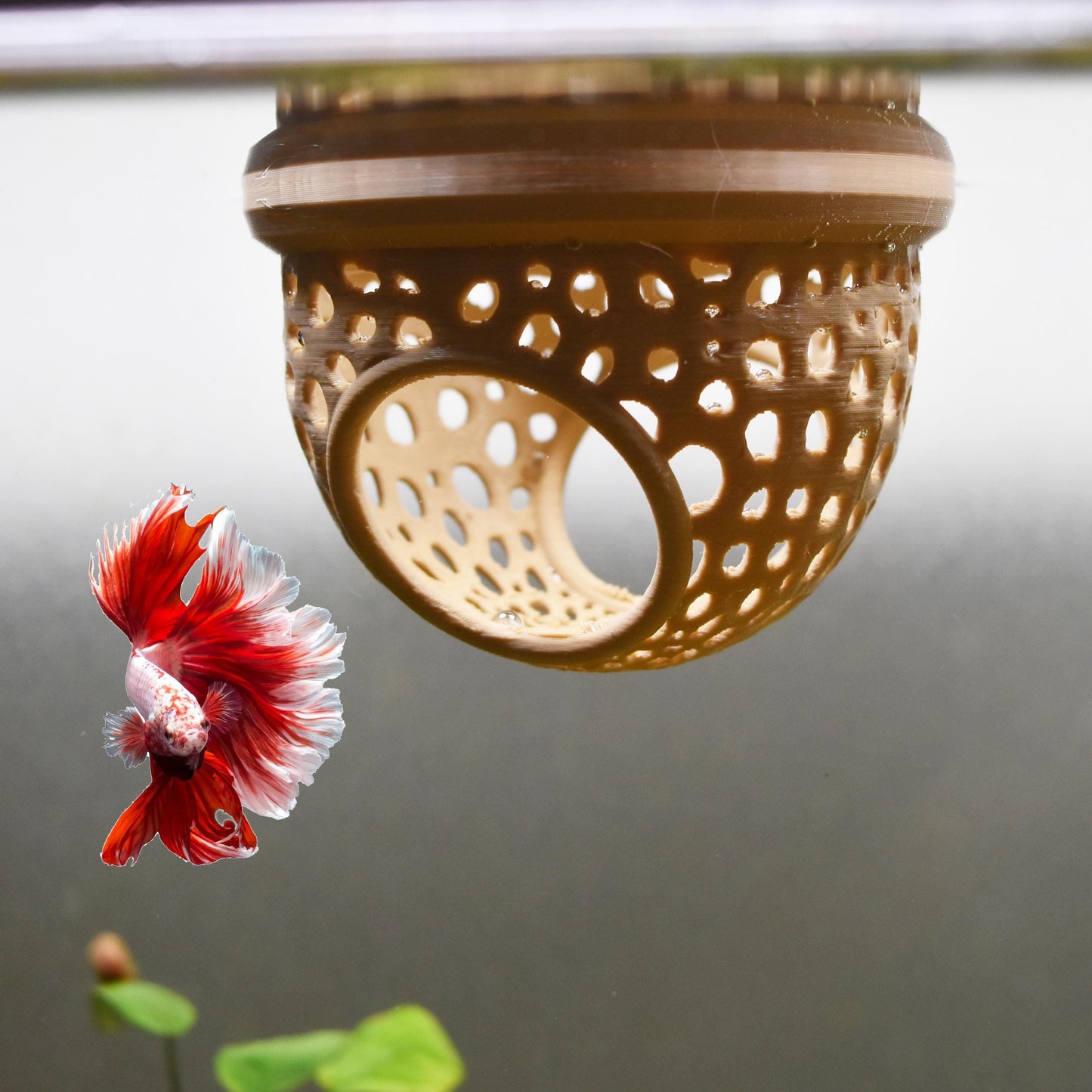 Two-Entrance Floating Betta Tunnel