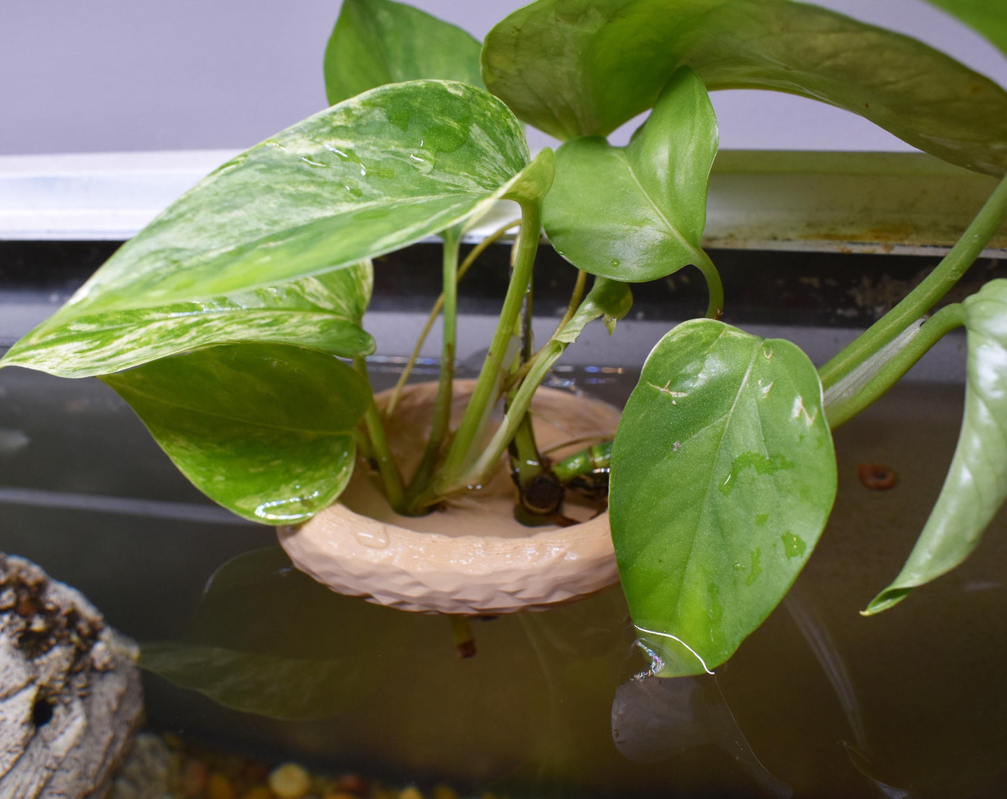 Aquarium Pothos Holder with Suction Cup
