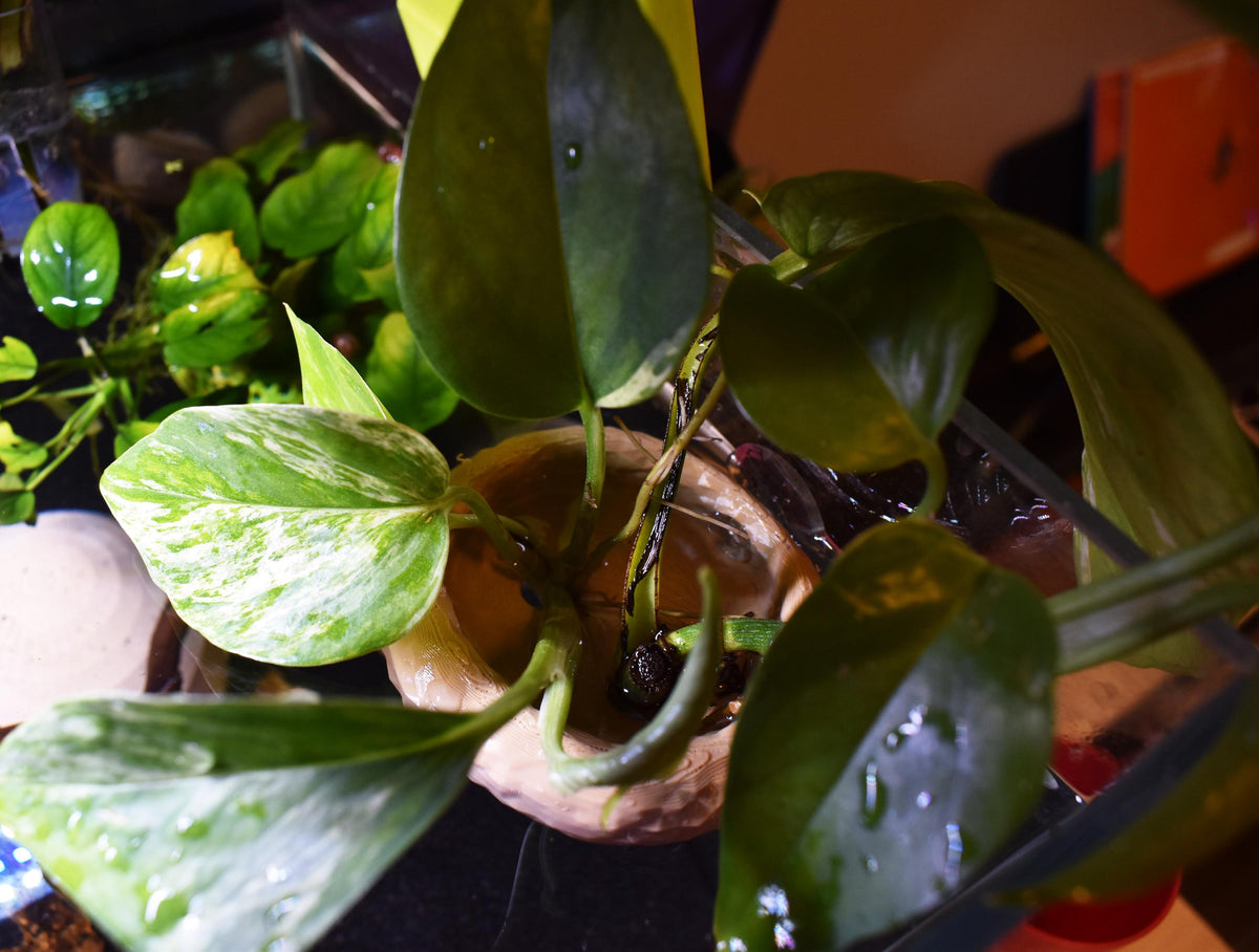 Aquarium Pothos Holder with Suction Cup