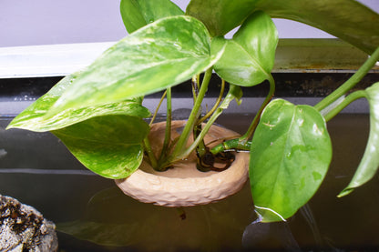 Aquarium Pothos Holder with Suction Cup