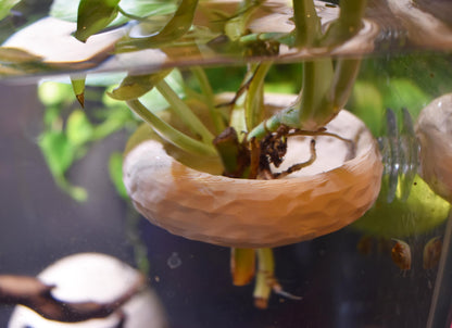 Aquarium Pothos Holder with Suction Cup