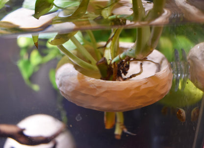 Aquarium Pothos Holder with Suction Cup