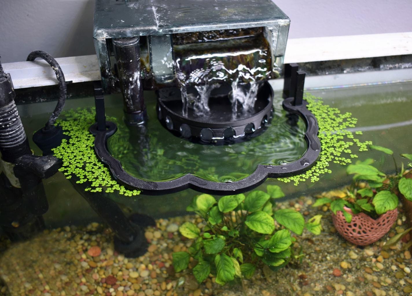 Healthier Nano Aquarium Ecosystem