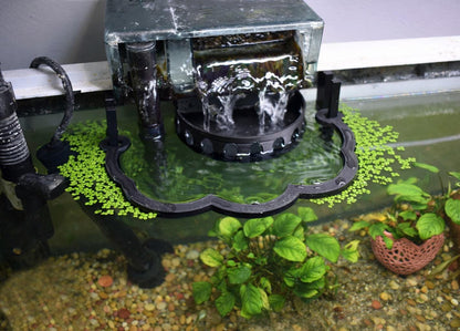 Healthier Nano Aquarium Ecosystem