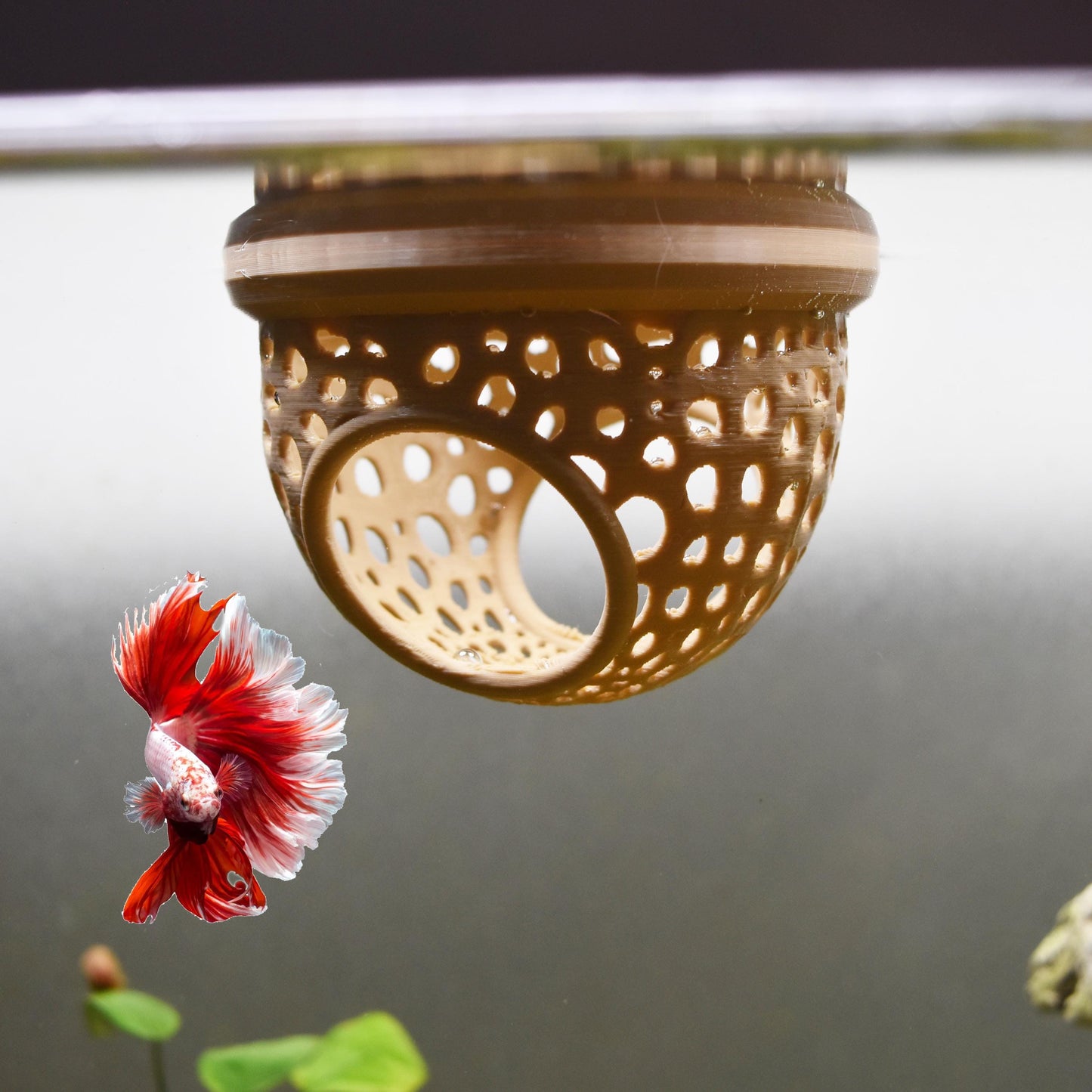 Two-Entrance Floating Betta Tunnel