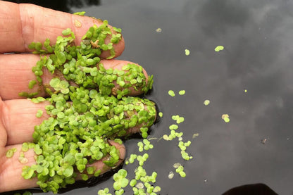 Live Duckweed Aquarium Floating Plant