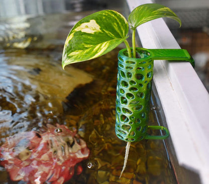 Aquarium Pothos Hanging Pot