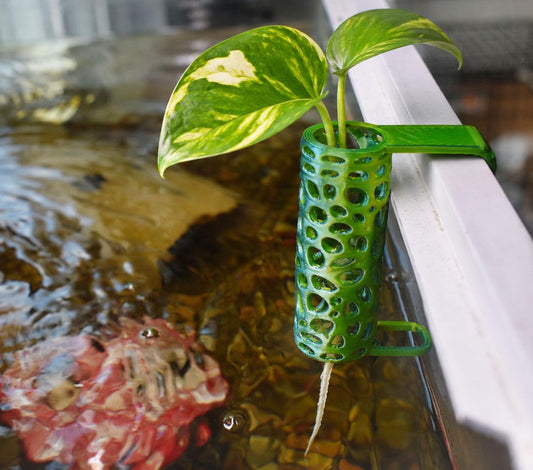 Aquarium Pothos Hanging Pot