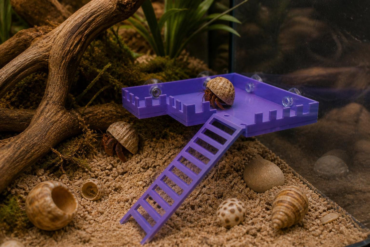 Hermit Crab Observation Deck with Ladder