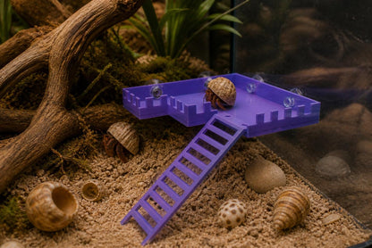 Hermit Crab Observation Deck with Ladder