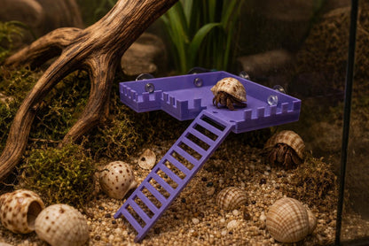 Hermit Crab Observation Deck with Ladder