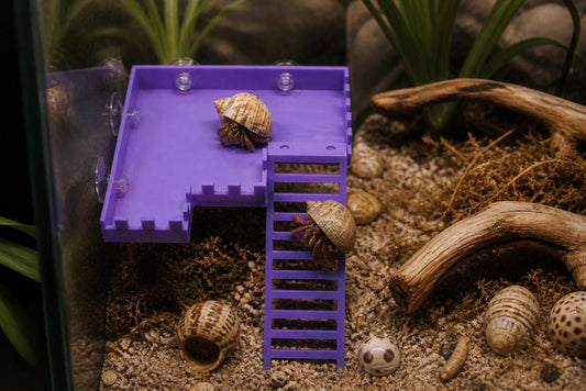 Hermit Crab Observation Deck with Ladder