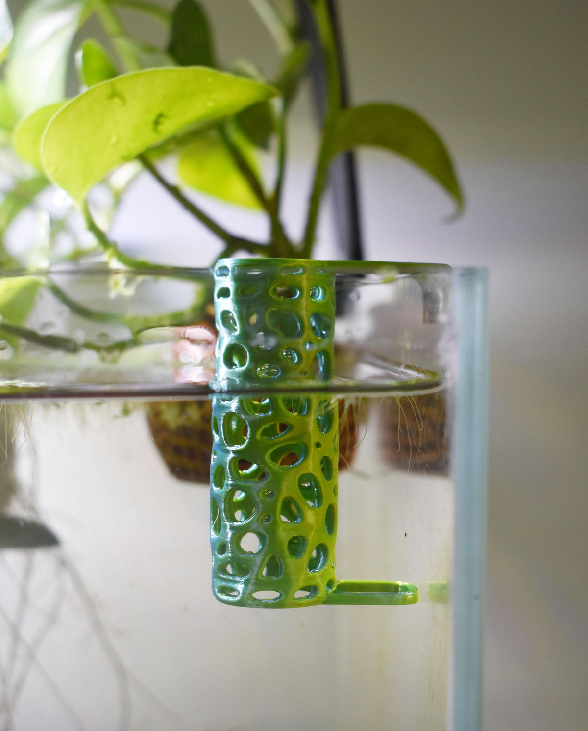 Aquarium Pothos Hanging Pot