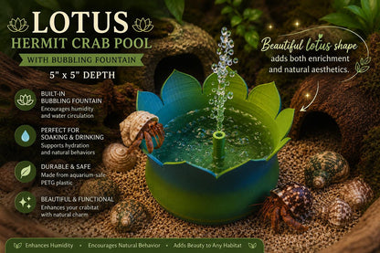 Lotus Hermit Crab Pool with Bubbling Fountain