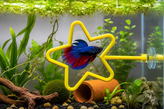 Star Olympic Ring For Betta Fish Training