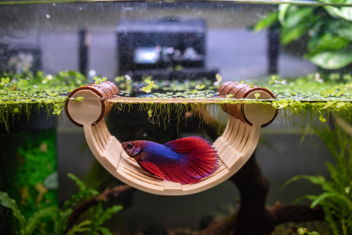 Natural Look Floating Betta Fish Hammock