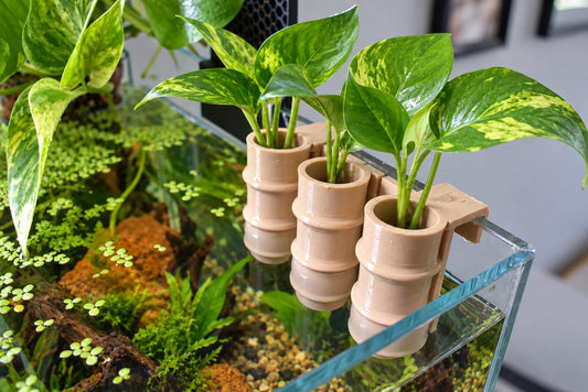 Bamboo Aquarium Pothos Holder