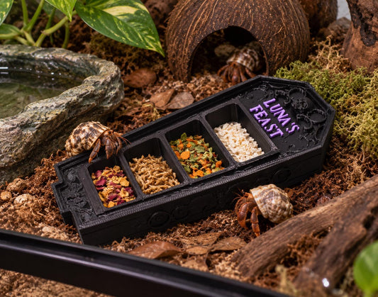 Gothic Hermit Crab Feeding Dish