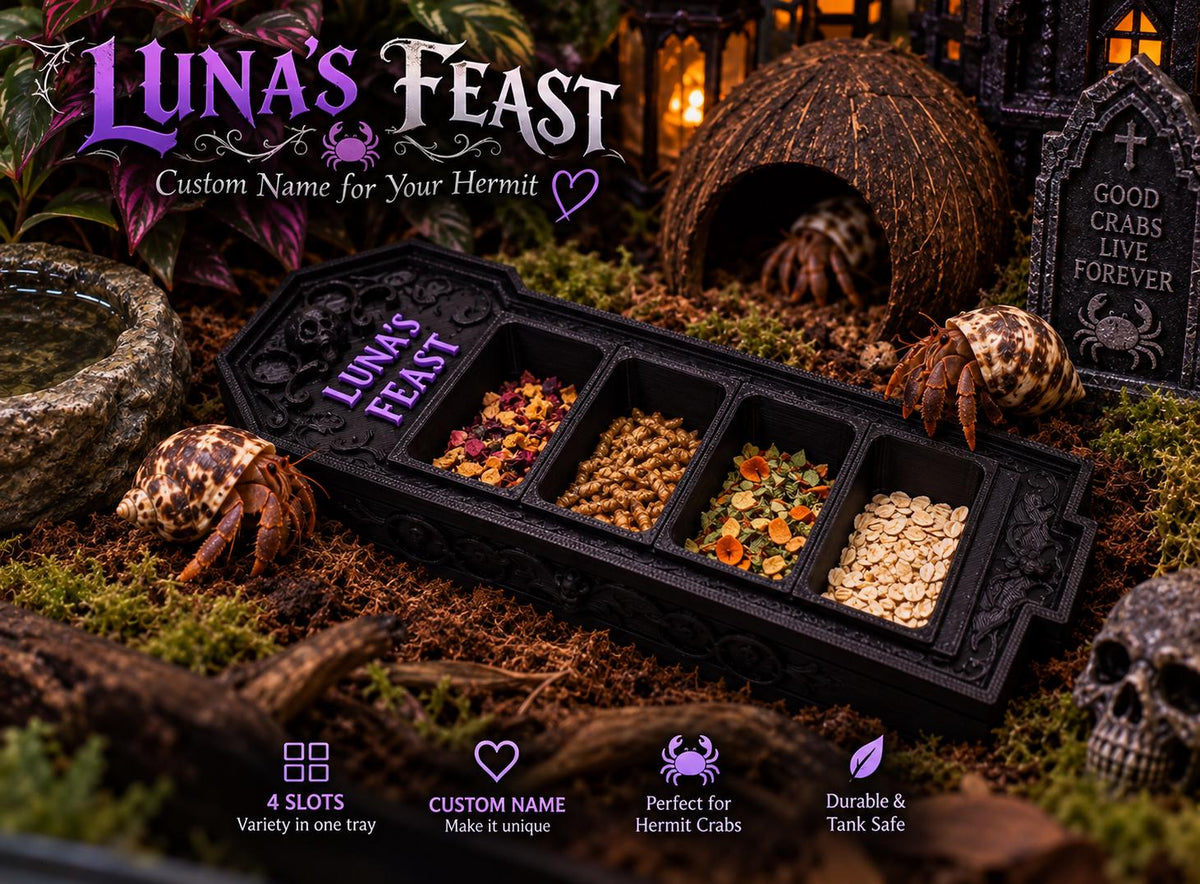 Gothic Hermit Crab Feeding Dish